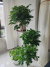愛(ài)優(yōu)尚幸福樹(shù)盆栽客廳室內大型綠植辦公室喬遷新家綠寶凈化空氣源頭直發(fā) 曬單實(shí)拍圖