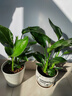 水培天堂鳥(niǎo)盆栽花卉植物室內客廳綠植面鶴望蘭吸甲醛四季好養活 精品水培天堂鳥(niǎo)40-50厘米3棵 曬單實(shí)拍圖