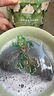 范泳辰5D山茶花洗衣凝珠留香珠三合一洗衣物持久留香除菌除螨家庭裝60顆 曬單實(shí)拍圖