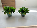 雙盟綠蘿盆栽除甲醛花卉綠植辦公室新房?jì)艋諝?80加侖4盆裝源頭直發(fā) 曬單實(shí)拍圖