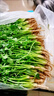 山東新鮮香菜露天農家自種小香菜火鍋調味蔬菜整箱批發(fā)順豐包郵 香菜半斤試吃不劃算】 曬單實(shí)拍圖