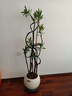 臨雅特級百合竹客廳綠植物室內(nèi)高級感老樁造型輕奢好養(yǎng)活落地大型盆栽 【旗艦款】百合竹1.5-1.7m+白色圓球盆 曬單實拍圖