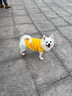 MOEPIE狗狗衣服秋冬款毛衣全棉泰迪比熊雪納瑞柴犬保暖寵物冬裝背心 黃色 2XL（推薦17-22斤狗狗） 曬單實(shí)拍圖