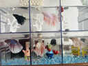 百綸木千順豐包郵 泰國斗魚(yú)觀(guān)賞魚(yú)小型魚(yú)室內小魚(yú)缸可養迷你熱帶魚(yú)活魚(yú) 【順豐發(fā)貨】大尾*四色套餐+禮包 曬單實(shí)拍圖