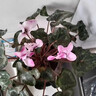 ZHANJIE【百蟲(chóng)清】花卉植物室內外綠植除蟲(chóng)劑蜘蛛蚜蟲(chóng)月季花蟲(chóng)害殺蟲(chóng)噴霧 【園藝師強力推薦】殺蟲(chóng)不傷植物*2 曬單實(shí)拍圖