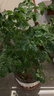 元井 四季常青幸福樹(shù)大型盆栽平安樹(shù)發(fā)財樹(shù)綠植物室內金錢(qián)樹(shù) 高度60cm幸福樹(shù)(獨桿) 不含盆 曬單實(shí)拍圖