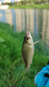 一味 仕掛新關(guān)東仕掛成品子線(xiàn)雙鉤新關(guān)東釣魚(yú)魚(yú)鉤帶魚(yú)線(xiàn)對鉤線(xiàn)組用品 新關(guān)東仕掛-鉤號0.3/線(xiàn)號1.0 曬單實(shí)拍圖