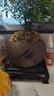開(kāi)時(shí)果 小葉赤楠盆景擺件 辦公室桌面綠植花卉好養盆栽植物源頭直發(fā)包郵 【推薦款】舍得紫砂盆+苔蘚+底座 曬單實(shí)拍圖