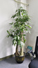 植男植女發(fā)財樹(shù)步步高盆栽客廳室內大型綠色植物辦公室喬遷開(kāi)業(yè)源頭直發(fā) 曬單實(shí)拍圖