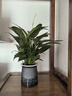 【熱銷(xiāo)款】白掌一帆風(fēng)順盆栽水培植物室內(nèi)花綠植紅掌發(fā)財(cái)樹(shù)吸甲醛 特級(jí)白掌帶花+繁星自吸盆 曬單實(shí)拍圖