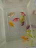 百綸木千天使魚(yú)觀(guān)賞魚(yú)耐活魚(yú)不打氧小型魚(yú)淡水魚(yú)缸熱帶魚(yú)寵物活魚(yú) 【運輸包損】天使+斑馬+孔雀 混搭共10條 曬單實(shí)拍圖