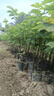 拐棗樹(shù)苗雞爪梨樹(shù)苗萬(wàn)壽果樹(shù)苗枳椇子蜜蜂蜜源水果苗盆栽地栽 兩年苗 曬單實(shí)拍圖