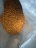 皇家幼貓貓糧 幼貓奶糕 K36 通用糧 4-12月 2KG 曬單實(shí)拍圖