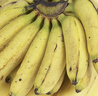 靜益樂(lè )源廣西大香蕉 新鮮香蕉水果 2500g 曬單實(shí)拍圖