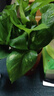 雙盟綠蘿盆栽除甲醛花卉綠植辦公室新房?jì)艋諝?10福字8盆裝源頭直發(fā) 曬單實(shí)拍圖