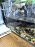 淡水河豚金娃娃觀(guān)賞魚(yú)斑馬狗頭魚(yú)除螺潛水艇魚(yú)可愛(ài)好養耐活呆萌 河豚2-3CM5只公母混搭五只 曬單實(shí)拍圖