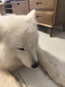 HELLOJOY狗狗零食大禮包1200g成犬幼犬磨牙訓練寵物零食福袋禮盒 2.4斤 曬單實(shí)拍圖