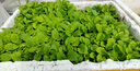 北蔬 各種蔬菜種子生菜菠菜香菜小香蔥芹菜陽臺四季菜籽 12種蔬菜種子 曬單實拍圖