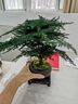 花行榜盆栽植物室內花卉盆景綠植 精品小文竹+舍得+底座+苔蘚源頭直發(fā) 曬單實(shí)拍圖