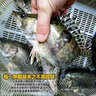 品鮮肴淡水魚(yú)生態(tài)小桂魚(yú)鱖魚(yú)桂花魚(yú)鰲花魚(yú) 漁民捕獲鮮活魚(yú)現殺水產(chǎn)生鮮 凈膛三去300-350g （1條）小桂魚(yú) 曬單實(shí)拍圖