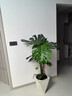 植男植女龜背竹盆栽大型室內客廳植物綠植庭院前臺老樁提根大葉源頭直發(fā) 曬單實(shí)拍圖