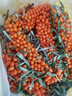 果益壽【JD/順豐】2025年新疆沙棘果鮮果現摘新鮮沙棘果帶枝帶葉3斤一框 3斤/框【帶枝條帶葉】 曬單實(shí)拍圖