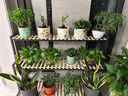 營(yíng)養土通用型有機土家用盆栽多肉養花種菜專(zhuān)用土壤種植養花泥炭土 【養花種菜通用】營(yíng)養土10斤 曬單實(shí)拍圖