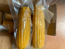 東北黃糯玉米真空包裝速食玉米軟糯香甜代餐小棒140g-180g 5根特惠裝 曬單實(shí)拍圖