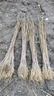 黃柏中藥材樹(shù)苗厚皮正宗四川剝皮樹(shù)皮黃柏樹(shù)苗 高80-1米地徑0.8 100株  關(guān)注【店鋪送生根粉】 曬單實(shí)拍圖