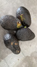 山姆大叔 金獎·哈斯牛油果云南孟連【閃送】當季鱷梨非即食新鮮水果禮盒 【鼻祖級】巨無(wú)霸丨約160-190g 4枚【嘗鮮-不劃算】普裝 曬單實(shí)拍圖