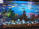 當貝智能生態(tài)魚(yú)缸1SUltra 一體缸自循環(huán)雙過(guò)濾AI托養懶人家用桌面魚(yú)缸 曬單實(shí)拍圖