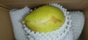 河北酥潤香梨 鮮香皮薄 時(shí)令水果 產(chǎn)地直發(fā) 整箱包郵 帶箱2斤 單果100g+ 曬單實(shí)拍圖