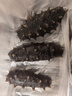 薩哈林進(jìn)口俄羅斯野生海參淡干海刺參 250g 50-60只 半斤裝干貨禮盒 曬單實(shí)拍圖