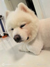 伯納天純中大型犬全價(jià)成年犬糧金毛寵物主糧羊肉蔓越莓15kg/30斤 曬單實(shí)拍圖