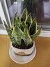 紅掌盆栽綠植室內天堂鳥(niǎo)植物白掌花卉好養除甲醛四季開(kāi)花凈化空氣 精品金邊虎皮蘭30-40cm招財進(jìn)寶米瓷盆 曬單實(shí)拍圖