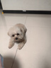 瘋狂小狗小耳朵凍干夾心鴨肉梨狗糧比熊泰迪小型犬幼成犬糧1.5kg樂(lè )享款3斤 曬單實(shí)拍圖