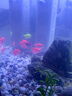派樂(lè )特魚(yú)缸青龍石松皮石溪流石造景石天然真石頭草缸假山底砂盆景微景觀(guān) 曬單實(shí)拍圖