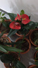 濃香型蘭花苗盆栽大花蕙蘭建蘭花卉盆栽室內(nèi)綠植物庭院四季開(kāi)花 大將軍22 （3苗送肥料+生根粉）當(dāng)年開(kāi)花 曬單實(shí)拍圖