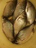 小鳳仙高亮夜光漂L-DL咬鉤變色浮漂日夜兩用高靈敏魚(yú)漂醒目野釣電子漂 曬單實(shí)拍圖