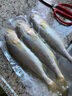 富海錦 渤海帶魚(yú)段2斤 精選中段 生鮮魚(yú)類(lèi) 刀魚(yú) 深海魚(yú)烤魚(yú)海鮮中秋送禮 曬單實(shí)拍圖
