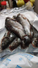 運河鯽魚(yú)漁民捕撈新鮮活體現殺淡水魚(yú)產(chǎn)婦老人小孩煲湯滋補飯店 中號鯽魚(yú)*1包【4-6條/400g/包】 曬單實(shí)拍圖