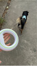 萌王星狗狗牽引繩中大型犬遛狗繩貓咪小犬狗繩柯基泰迪寵物狗鏈牽狗繩 Air-白/熒光綠（夜間熒光） 牽引繩（牽引繩60斤內寵物適用) 曬單實(shí)拍圖