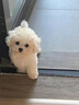 朵蔓純種比熊幼犬小型活物雙血統飛耳卷毛比熊犬家養寵物狗長(cháng)不大可愛(ài) 血統級 比熊 公 曬單實(shí)拍圖