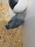喜帥牡丹鸚鵡專用糧 鸚鵡食品鳥飼料鳥糧營養(yǎng)鳥食鸚鵡糧食 750g 曬單實(shí)拍圖