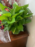雙盟綠蘿盆栽除甲醛花卉綠植辦公室新房?jì)艋諝?80加侖4盆裝源頭直發(fā) 曬單實(shí)拍圖