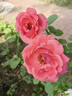 飛利浦（PHILIPS）智能按摩梳【小紅梳】經(jīng)絡(luò )梳EMS紅光養護發(fā)頭部按摩器送女友老婆媽媽中秋節生日實(shí)用禮盒5303H  曬單實(shí)拍圖