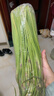今年頭茬新鮮蒜苔生鮮超市品質(zhì)蒜薹蔬菜調料涼拌炒制即食蒜苔 2斤【新鮮蒜薹】 曬單實(shí)拍圖