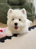 愛(ài)的抱抱純種西高地幼犬家養小型犬白色軟毛西高地白梗犬網(wǎng)紅寵物活體小狗 血統級 西高地 公 曬單實(shí)拍圖