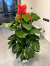 臨雅綠蘿柱盆栽客廳大型綠植室內除甲醛好養1.4-1.5m奶油盆源頭直發(fā) 曬單實(shí)拍圖