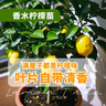 香水檸檬樹(shù)苗帶土發(fā)貨陽(yáng)臺室內盆栽果樹(shù)四季結果觀(guān)賞食用易活包郵 高50-55cm 1棵（原土原葉 全國可種） 曬單實(shí)拍圖